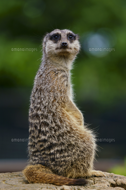 ミーアキャット の写真素材 イラスト素材 アマナイメージズ