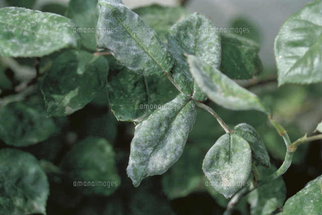 黒星病にかかったバラの葉 の写真素材 イラスト素材 アマナイメージズ