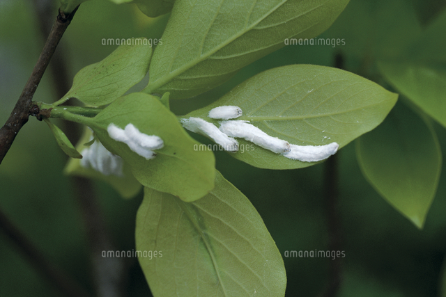 カキの葉についたオオワタコナカイガラムシ の写真素材 イラスト素材 アマナイメージズ