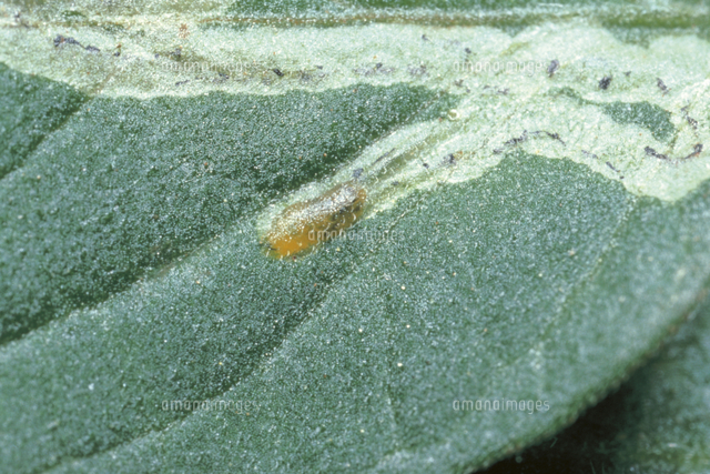 トマトの葉を食害するマメハモグリバエの幼虫と食痕 の写真素材 イラスト素材 アマナイメージズ