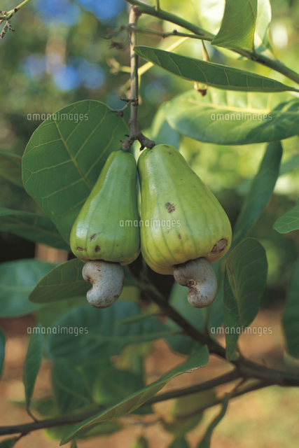 カシューナッツの実 の写真素材 イラスト素材 アマナイメージズ