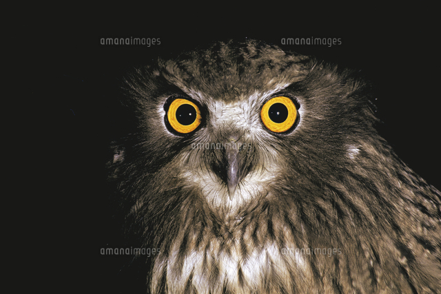 シマフクロウ 顔 クローズアップ の写真素材 イラスト素材 アマナイメージズ