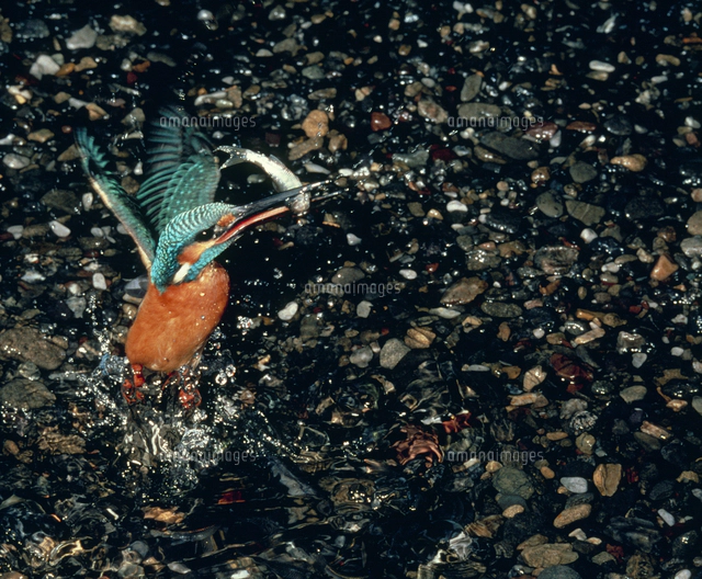 カワセミの捕食（水中）[32232000431]の写真・イラスト素材