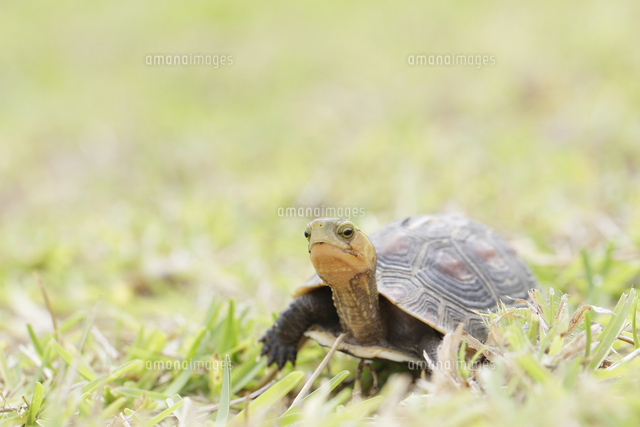 芝生を歩くヤエヤマセマルハコガメの幼体[32235000030]の写真