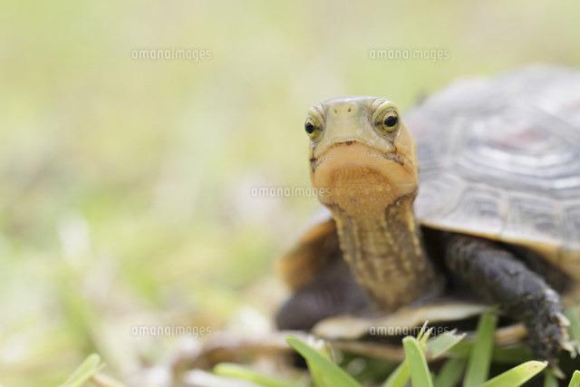 芝生を歩くヤエヤマセマルハコガメの幼体[32235000031]の写真