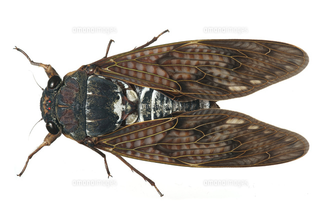 アブラゼミのオス の写真素材 イラスト素材 アマナイメージズ