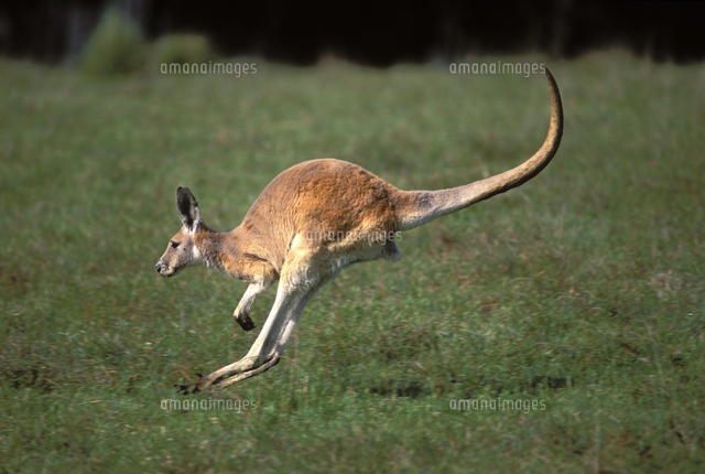跳ぶアカカンガルーのメス の写真素材 イラスト素材 アマナイメージズ