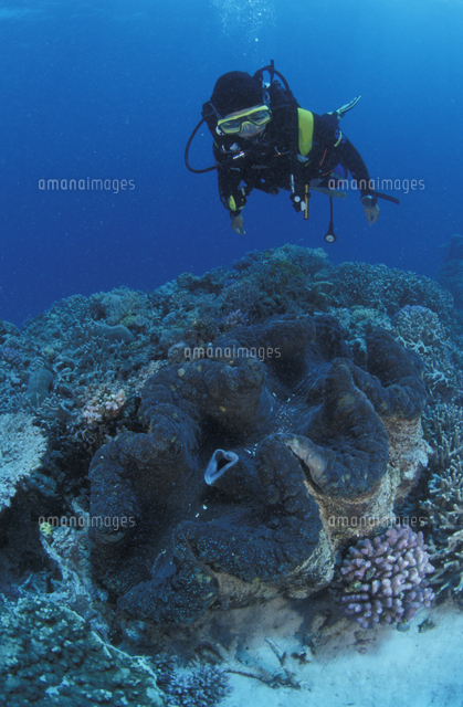 オオシャコガイとダイバー[32236000047]の写真・イラスト素材｜アマナ