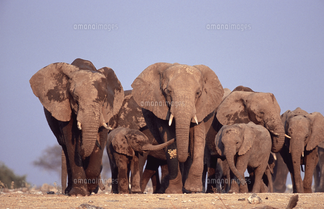 歩くアフリカゾウの群れ の写真素材 イラスト素材 アマナイメージズ