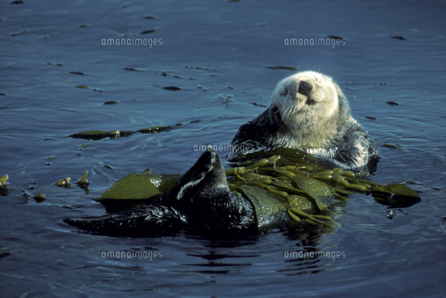 海藻を体に巻きつけて休むラッコ の写真素材 イラスト素材 アマナイメージズ