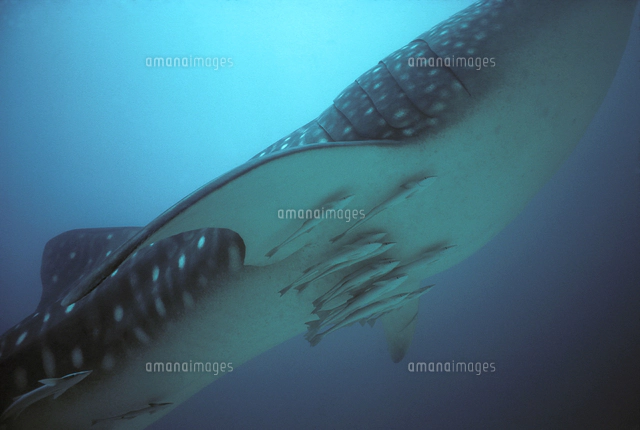 テンジクザメ目の写真素材 ストックフォト アマナイメージズ