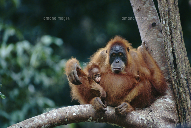 木の上で休むスマトラオランウータンの母と子（生後1ヶ月