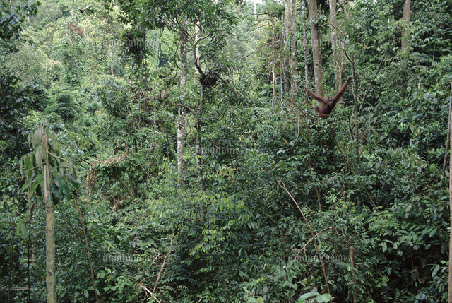熱帯雨林で木に登るスマトラオランウータン の写真素材 イラスト素材 アマナイメージズ