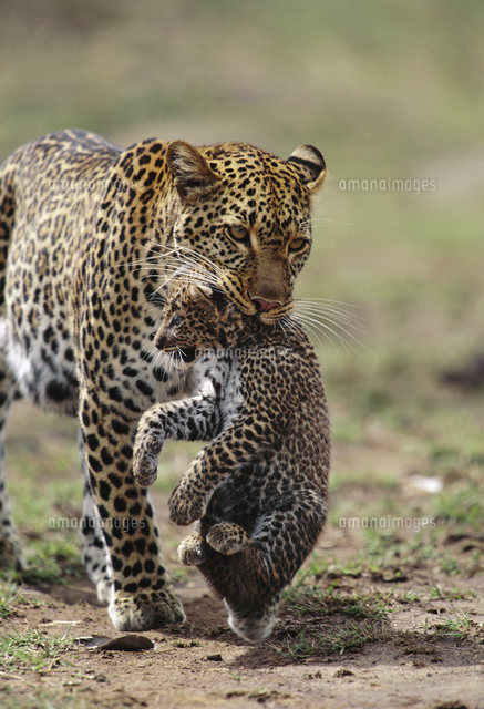 子を口にくわえて運ぶヒョウのメス[32236000303]の写真・イラスト素材