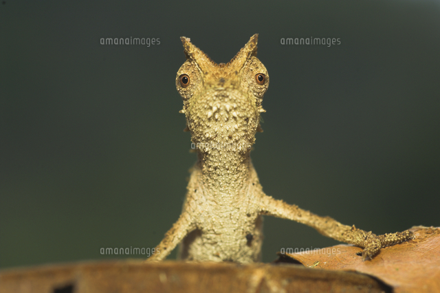 カメレオン試作 フトアゴン　一点物 A collection of famous scenes of Veiled Chameleon who lived