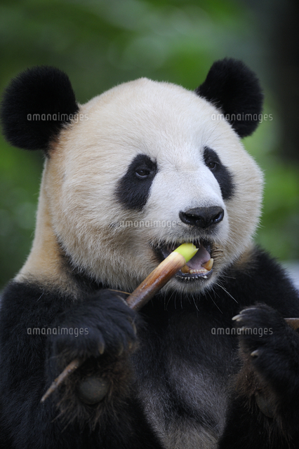 ササを食べるジャイアントパンダの顔 の写真素材 イラスト素材 アマナイメージズ