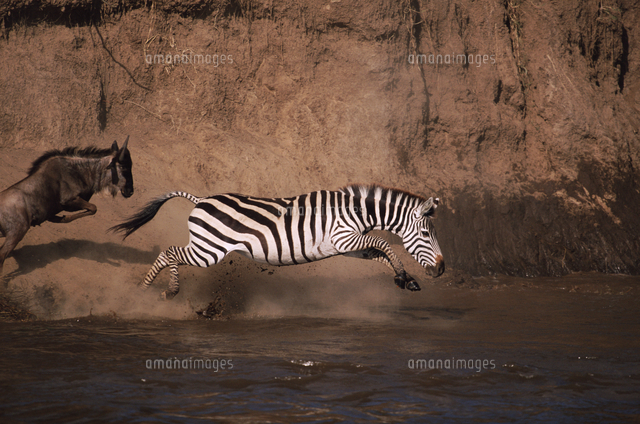 移動のため、マラ川に飛び込むサバンナシマウマ（グラントシマウ