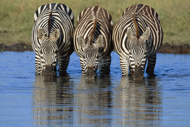 水を飲む3頭のサバンナシマウマ（グラントシマウマ