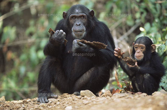 樹皮を食べるヒガシチンパンジー（亜種）の親子[32236001094]の写真