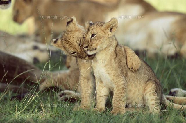 じゃれ合う二匹のライオンの子 の写真素材 イラスト素材 アマナイメージズ