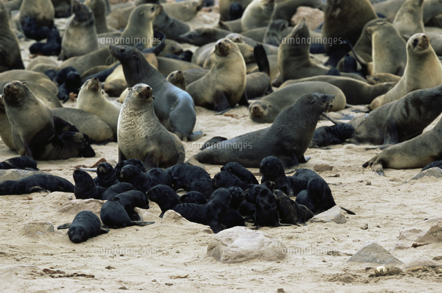 ミナミアフリカオットセイのクレイシ の写真素材 イラスト素材 アマナイメージズ