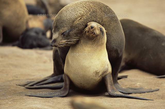 ミナミアフリカオットセイの交尾 の写真素材 イラスト素材 アマナイメージズ