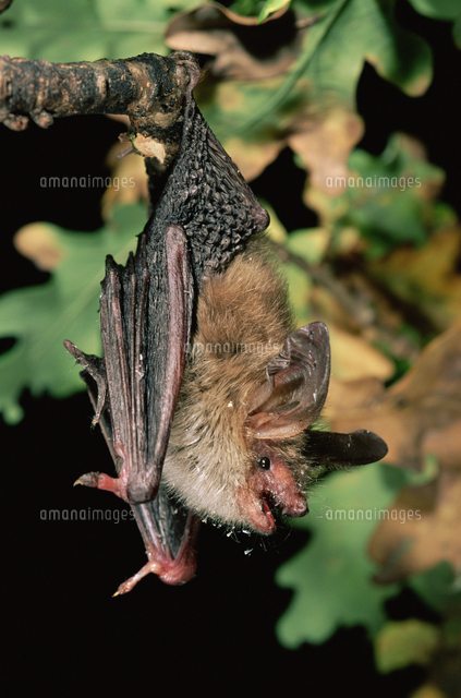 ヒゲツラコウモリのバイオリニスト