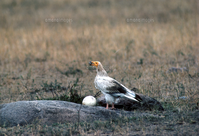 石を使ってダチョウの卵を割るエジプトハゲワシ の写真素材 イラスト素材 アマナイメージズ
