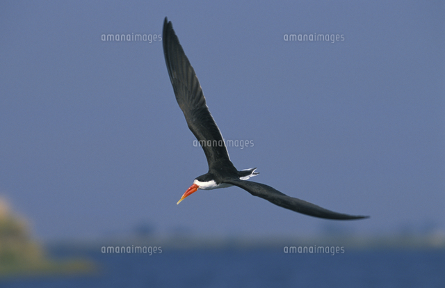 アフリカハサミアジサシの飛翔 の写真素材 イラスト素材 アマナイメージズ