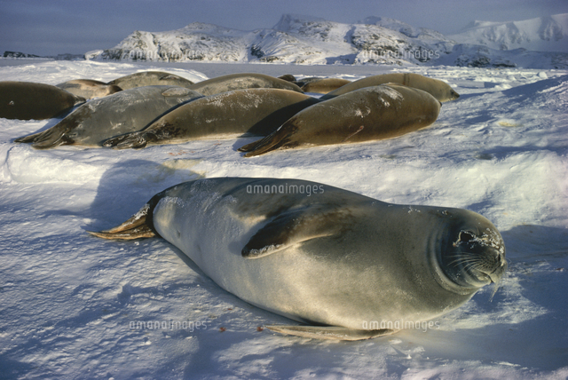 氷上で休息するカニクイアザラシ の写真素材 イラスト素材 アマナイメージズ 氷上で休息するカニクイアザラシ の写真素材 イラスト素材 アマナイメージズ