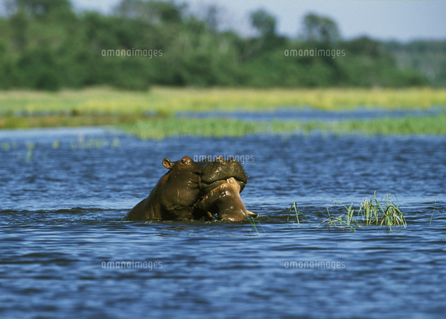 カバのオスの子殺し行動 の写真素材 イラスト素材 アマナイメージズ