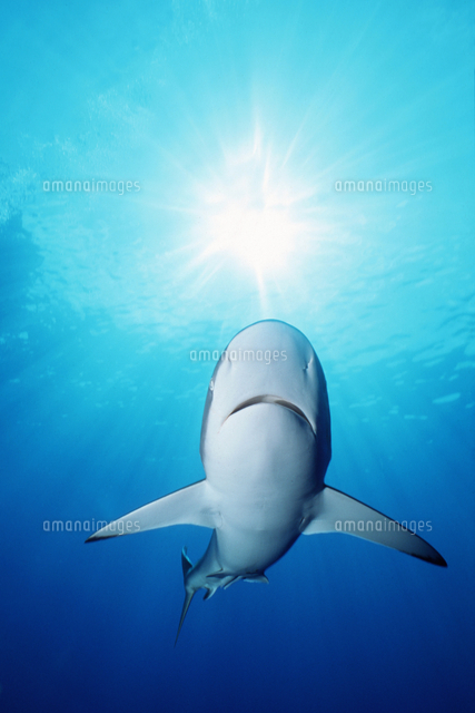 シルキー シャ－ク 【公式通販】