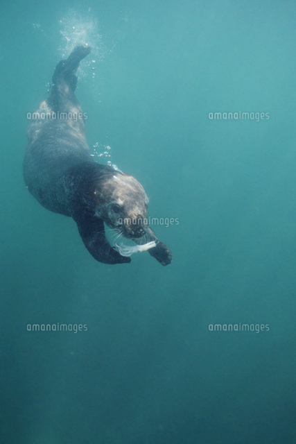 水中でイカを食べるラッコ の写真素材 イラスト素材 アマナイメージズ