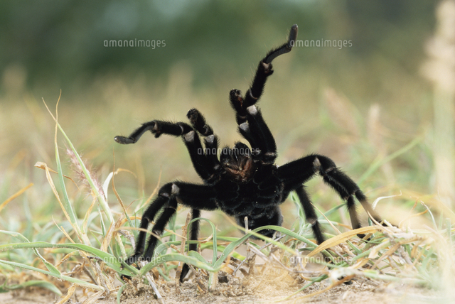 防御姿勢をとるテキサスブラウンタランチュラ の写真素材 イラスト素材 アマナイメージズ