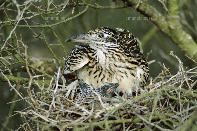 巣上のオオミチバシリの親子 の写真素材 イラスト素材 アマナイメージズ