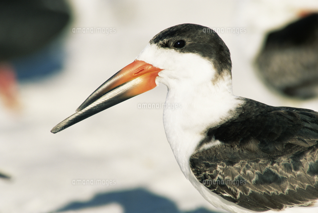 クロハサミアジサシの顔 の写真素材 イラスト素材 アマナイメージズ