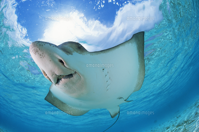 マダラトビエイ 歯 顎 標本 C1 マダラトビエイ 歯 顎 標本 C1