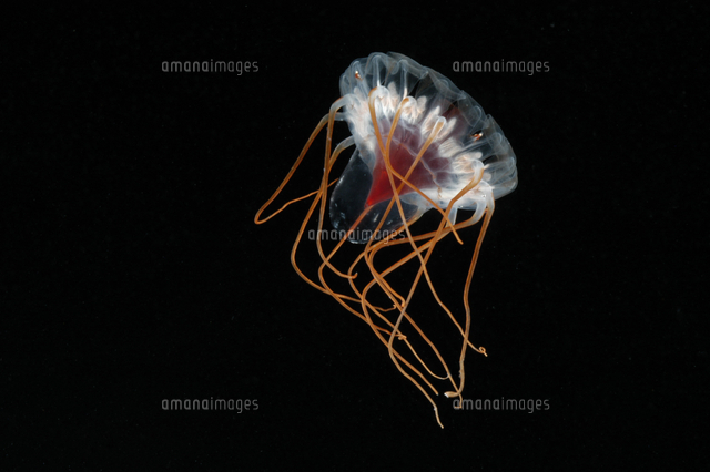 クロカムリクラゲの仲間の幼生 深海 の写真素材 イラスト素材 アマナイメージズ