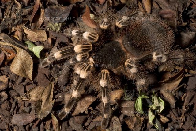 タランチュラの仲間 飼育下 の写真素材 イラスト素材 アマナイメージズ