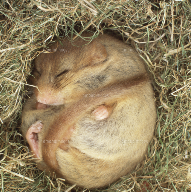 巣で冬眠するヨーロッパヤマネ の写真素材 イラスト素材 アマナイメージズ