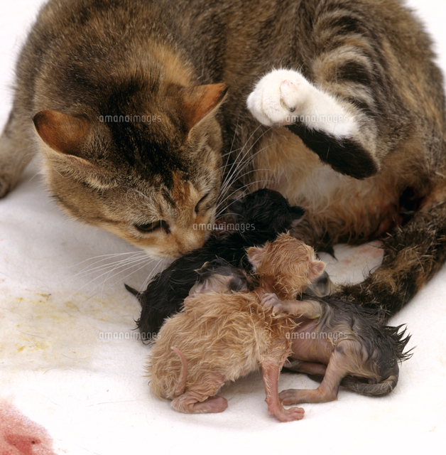 出産のあと胎盤を食べるイエネコ[32236002410]の写真素材・イラスト 