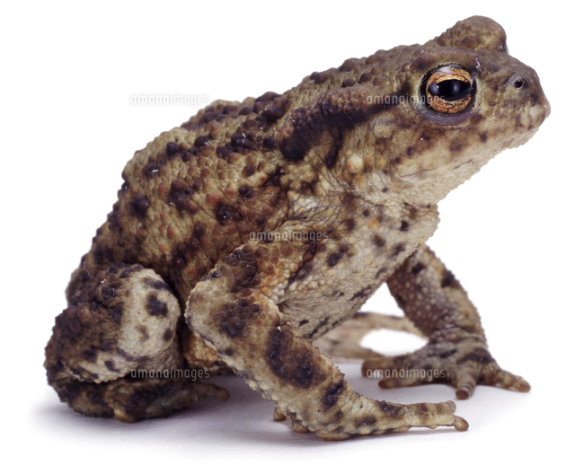 ヨーロッパヒキガエル の写真素材 イラスト素材 アマナイメージズ