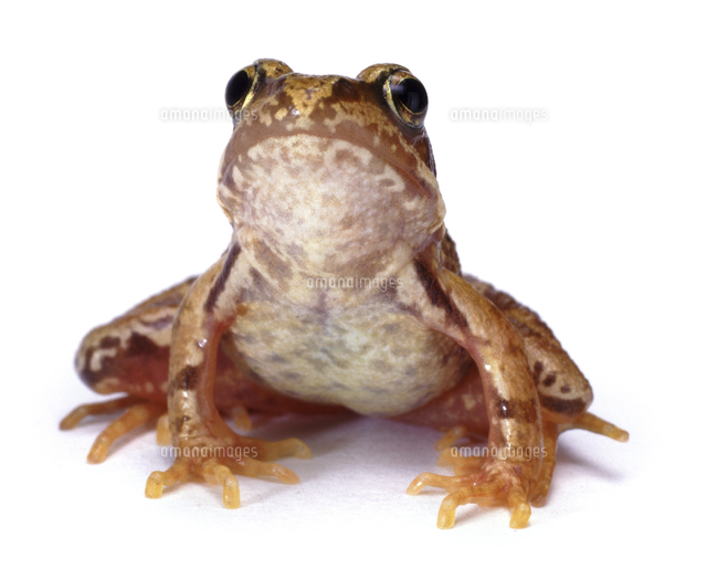 ヨーロッパアカガエル[32236002499]の写真・イラスト素材｜アマナ