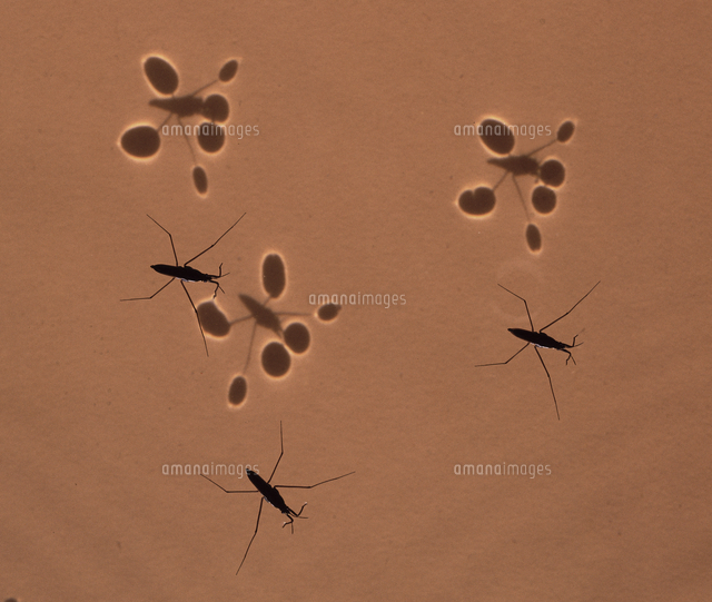 水底に映るヒメアメンボの仲間の影 の写真素材 イラスト素材 アマナイメージズ