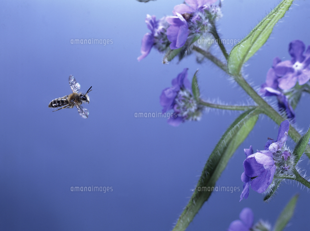 ウシノシタクサの仲間の花に飛来するムカシハナバチの仲間 の写真素材 イラスト素材 アマナイメージズ