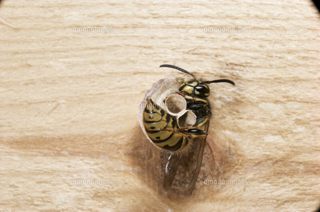 作りかけの巣の中で眠るクロスズメバチの仲間 女王バチ の写真素材 イラスト素材 アマナイメージズ