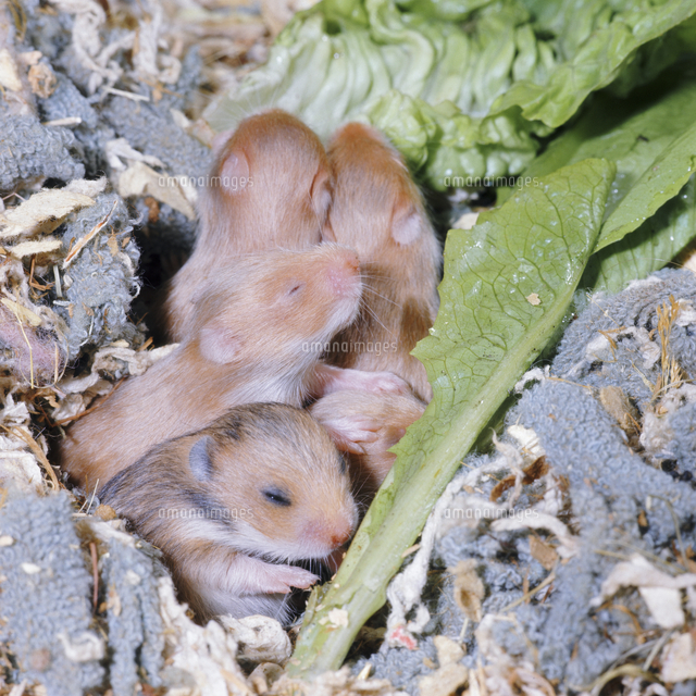 生後15日のゴールデンハムスターの子 の写真素材 イラスト素材 アマナイメージズ