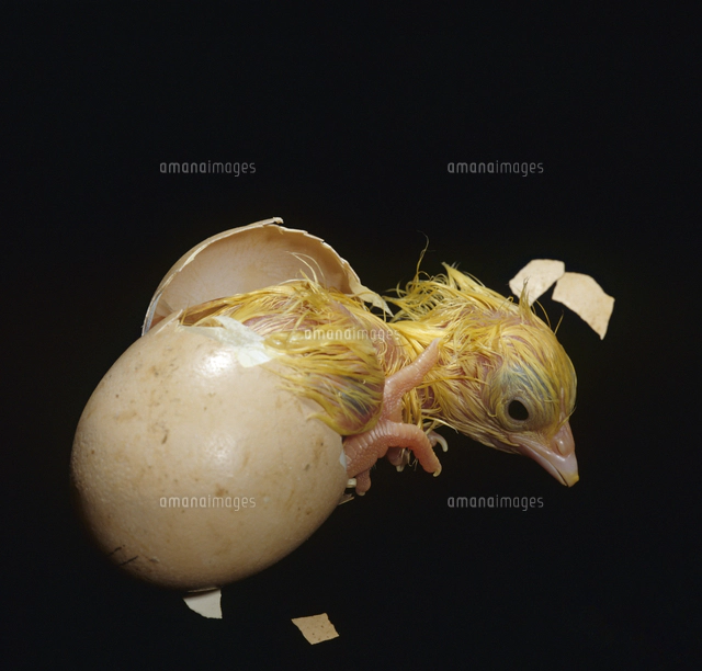 ニワトリ'ライトサセックス・バンタム'の孵化連続 1/6：卵[32236003012