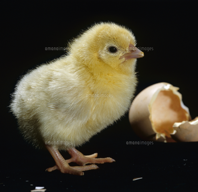 ニワトリ ライト サセックス の孵化連続 5 8 生後一日で の写真素材 イラスト素材 アマナイメージズ