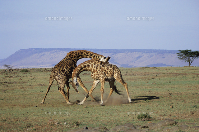 闘う2頭のキリンのオス[32236003189]の写真・イラスト素材｜アマナ  